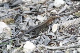 _MG_5426.JPG