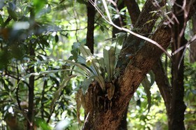 Cape-Trib_0982.JPG
