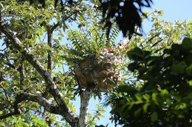 Cape-Trib_0425.JPG