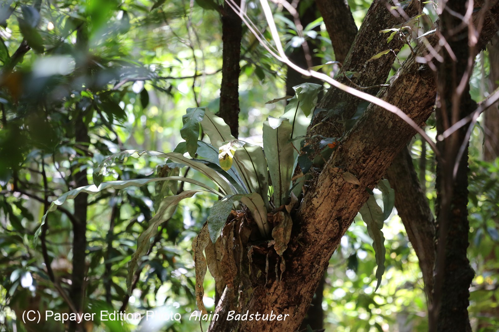 Cape-Trib_0982.JPG