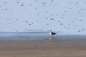 Mouette-atricille_1.jpg