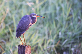 Aigrette-tricolore_1.jpg