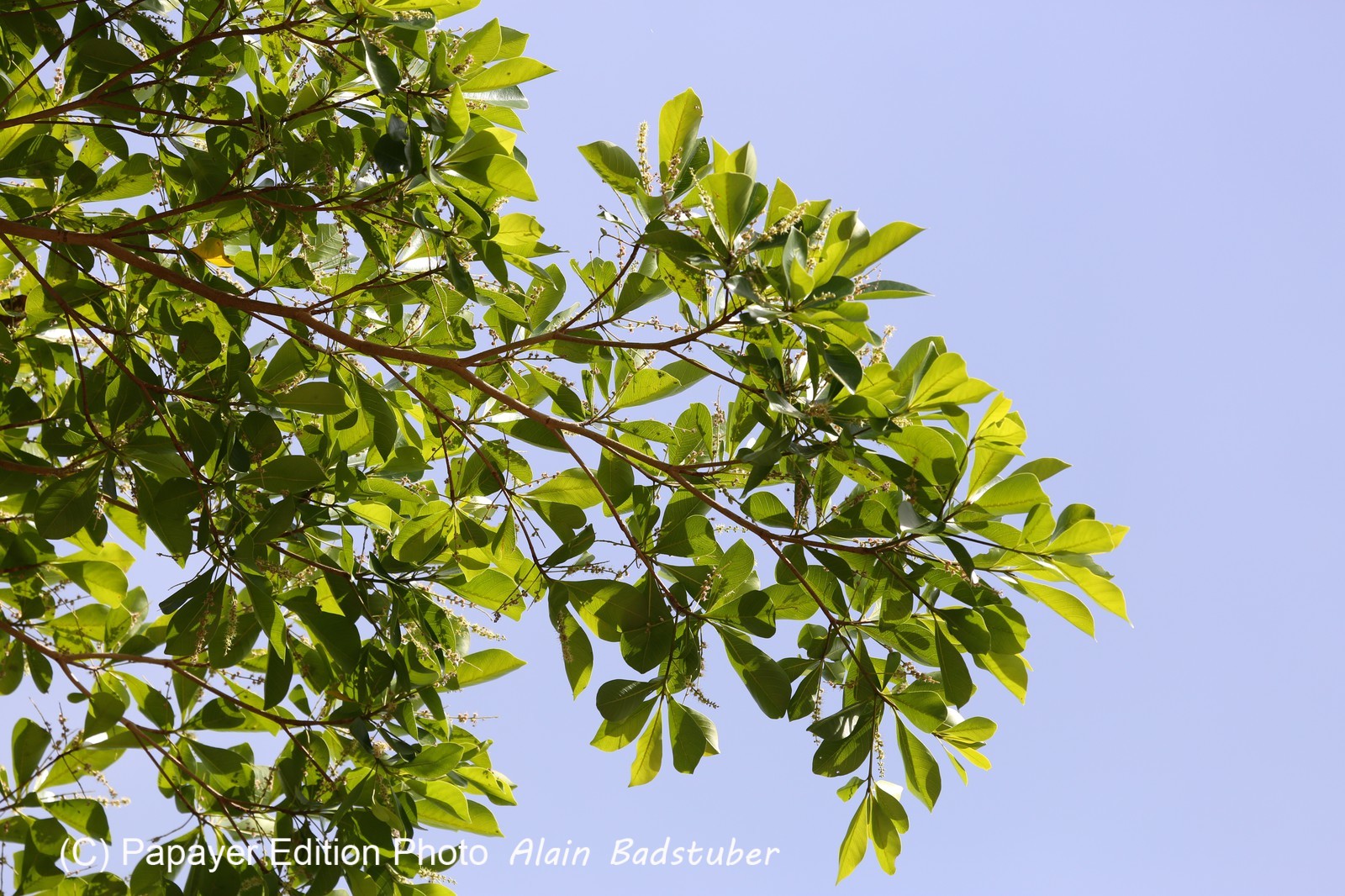 Cape-Trib_1254.JPG