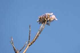 Fleurs_2.jpg