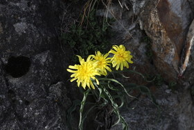 Composée jaune