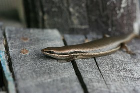 IMG_9855.JPG