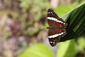 Anartia-fatima_1.jpg