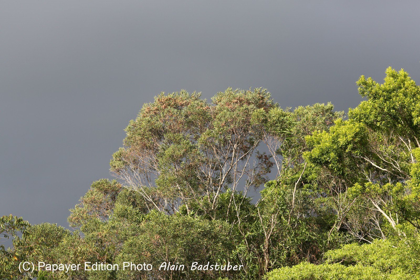 Cape-Trib_0002_01.JPG