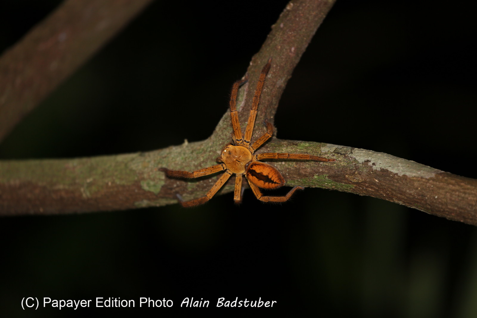 Cape-Trib_1484.JPG