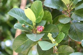Cape-Trib_1219.JPG