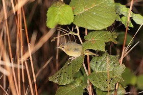 IMG_8080.JPG