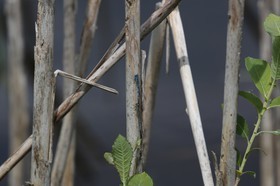 Vieille-Thielle_138.JPG