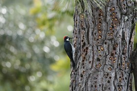 _MG_5102.JPG