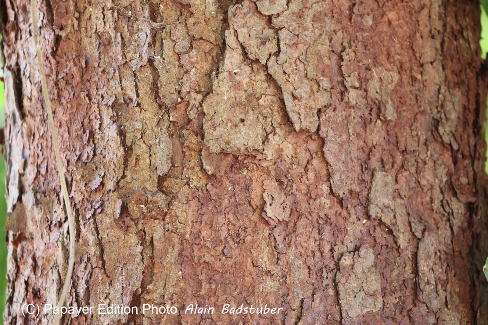 Cape-Trib_1261.JPG