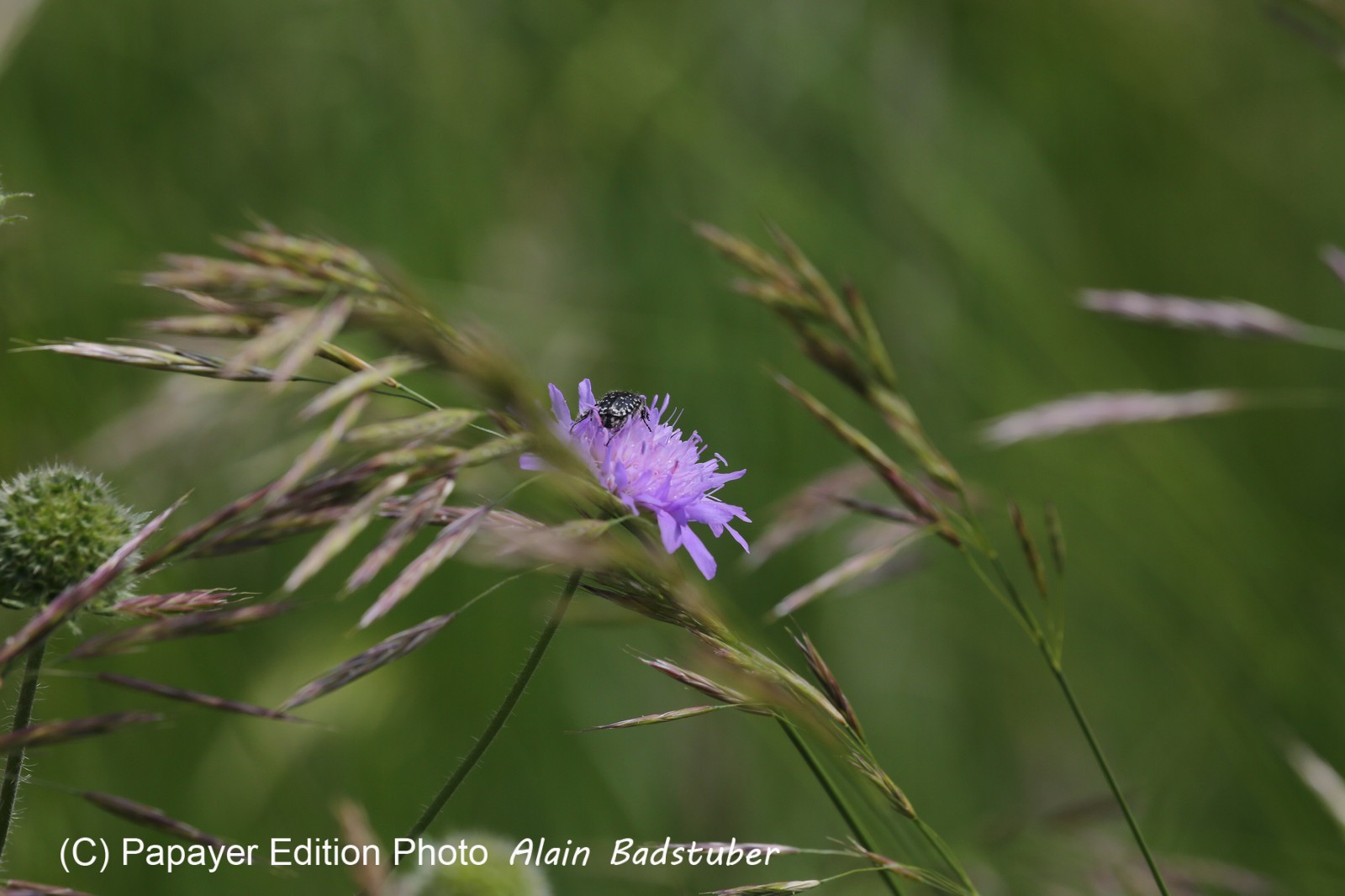 Vieille-Thielle_039.JPG