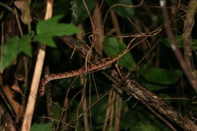 IMG_9774.JPG