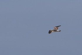 Mouette-atricille_3.jpg