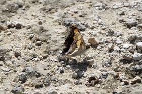 _MG_5381.JPG