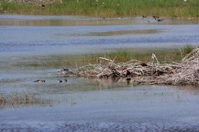 Images_Belize_2011_263