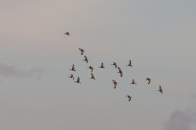 Dendrocygne-a-ventre-noir_1.jpg