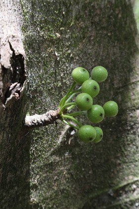 Cape-Trib_1375.JPG