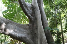 Cape-Trib_1385.JPG