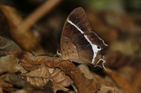 _MG_4260.JPG