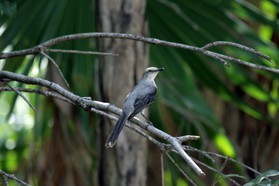 Images_Belize_2011_241