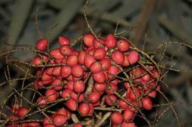 Cape-Trib_1494.JPG