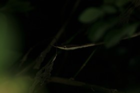 IMG_9921.JPG