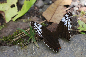 Boquete, Panama
