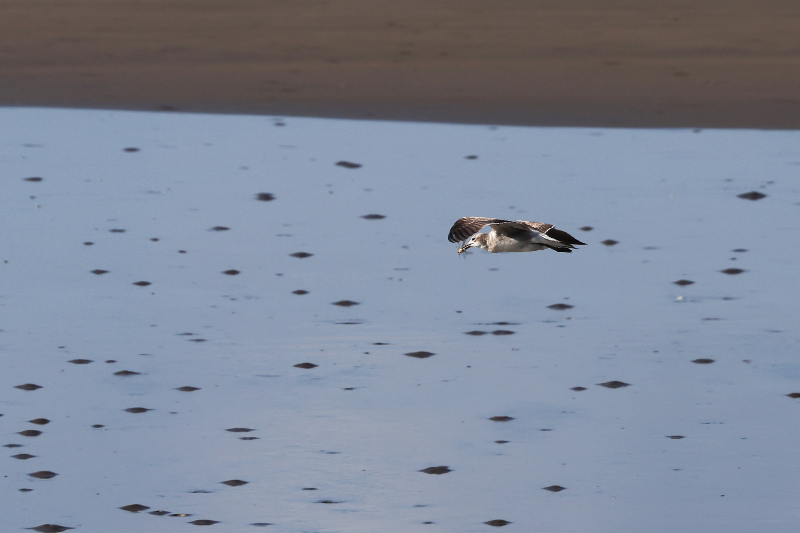 Mouette-atricille_2.jpg