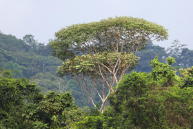 Chiguiri Arriba