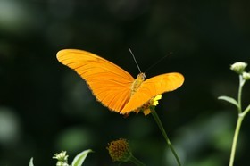 _MG_5393.JPG
