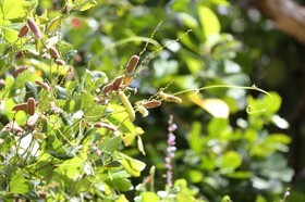 Cape-Trib_1241.JPG