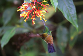 Boquete, Panama