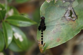 _MG_0290.JPG