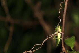 Cape-Trib_0365_1.jpg