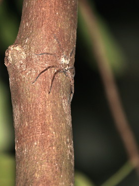 Cape-Trib_0360_1.jpg