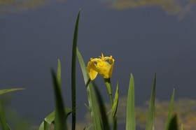 Vieille-Thielle_080.JPG