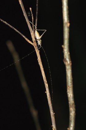 Cape-Trib_0373_1.jpg