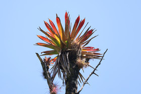 Boquete, Panama