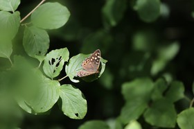 Vieille-Thielle_201.JPG