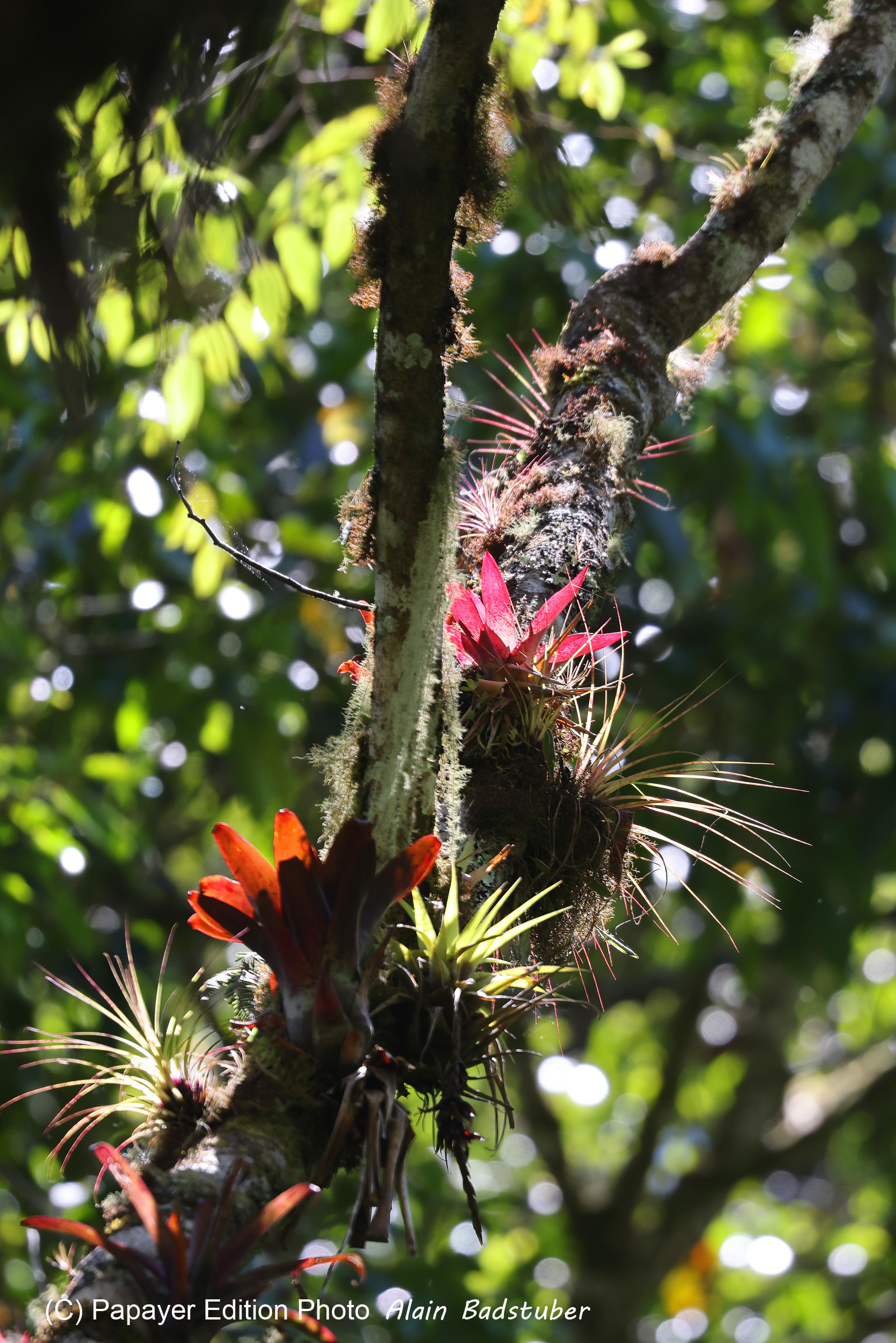 Boquete, Panama