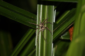 Cape-Trib_1077.JPG