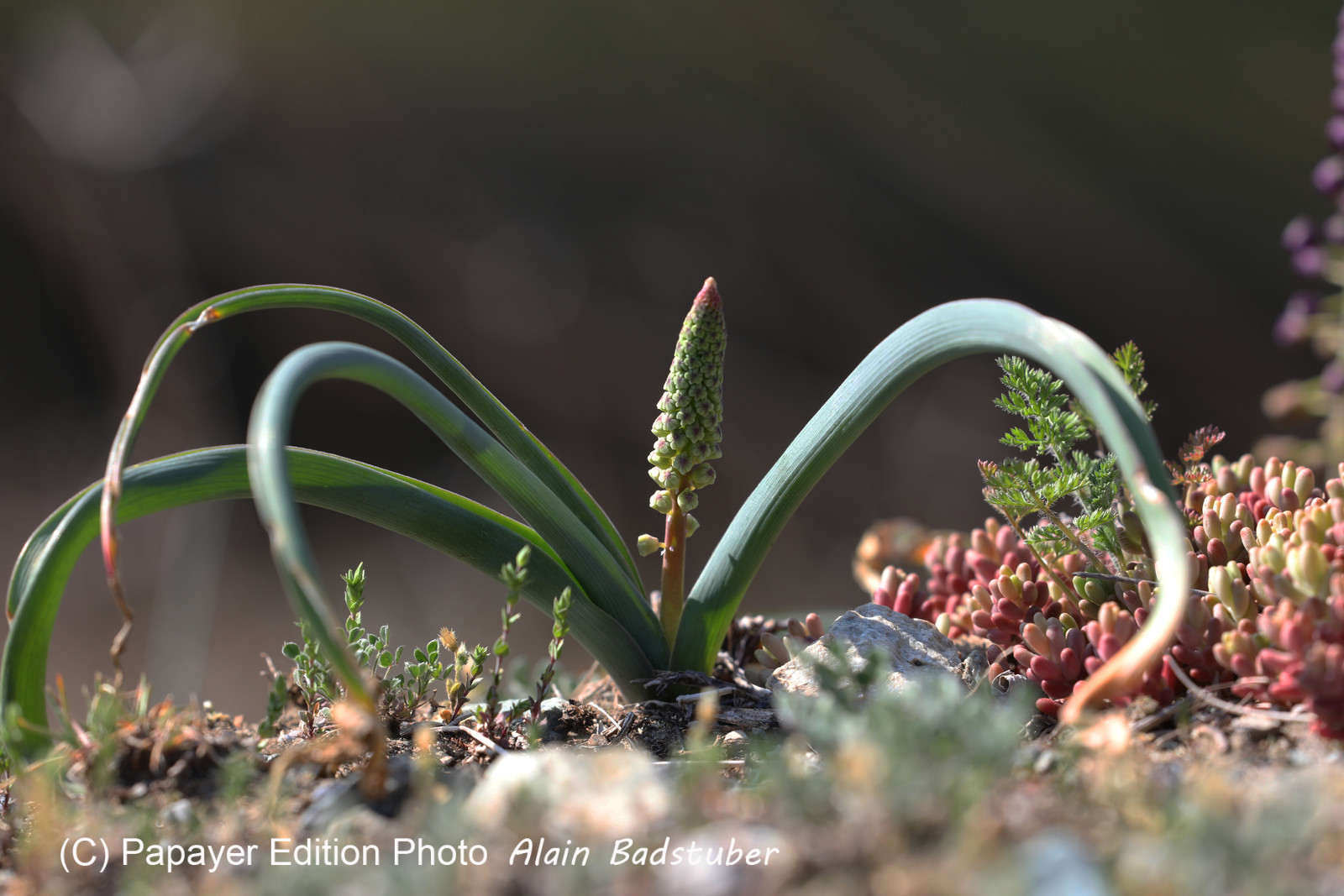 Muscari ou pas ?