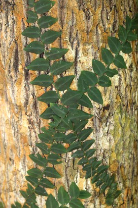 Cape-Trib_0297_2.jpg