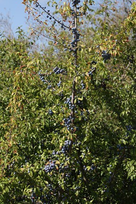 Chassagne_060.JPG