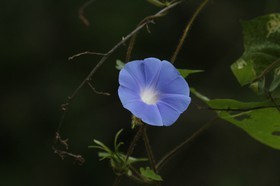 _MG_5451.JPG