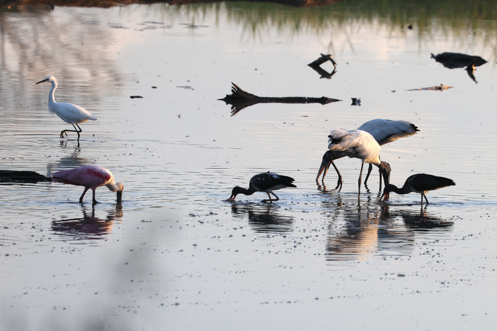 Tantale-d-amerique_Ibis-blanc-juv_Spatule-rose_1.jpg
